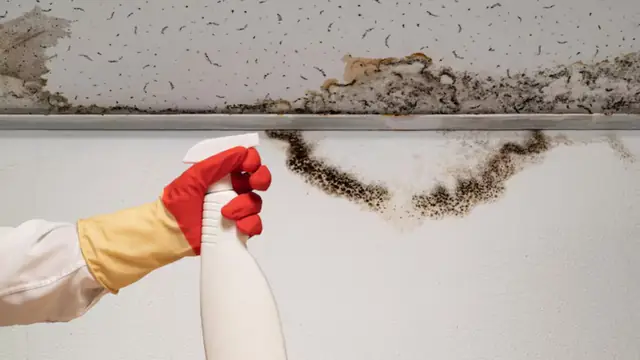 Black mold growing along the edge where a ceiling meets the wall